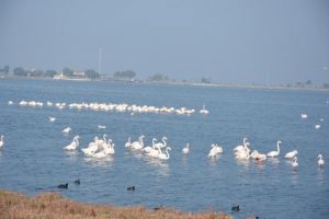 İzmir flamingo cennetine d&ouml;n&uuml;şt&uuml;