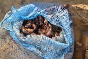 250 kilo deniz patlıcanı ele ge&ccedil;irildi