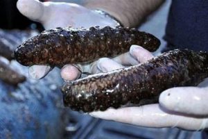 250 kilo deniz patlıcanı ele ge&ccedil;irildi! İşte cezası