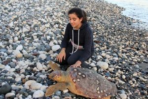 Mersin'de &ouml;l&uuml; caretta caretta sahile vurdu
