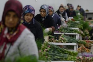En &ccedil;ok karanfil, gerbera ve g&uuml;l &uuml;retildi