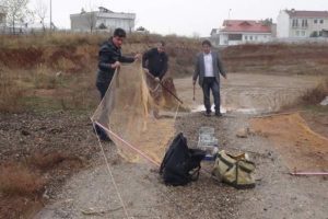 Bursa'da tuzakla avlanan sakalar tabiata bırakıldı