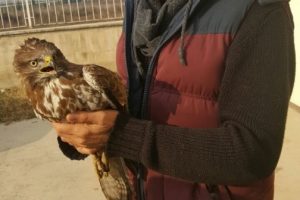 Bursa'da yaralı bulunan şahin tedavi edilerek doğaya bırakılacak
