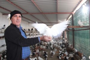 Zimmetine ge&ccedil;irdiği 2 milyon TL ile g&uuml;vercin aldı!