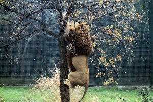 Bursa Zoopark'taki aslanların nefes kesen kış idmanı...