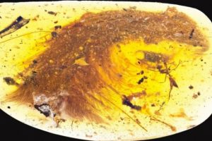 Kehribar taşında 99 milyon yıllık dinozor fosili