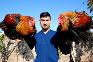 Kickboks şampiyonu horozunu da şampiyonluğa hazırlıyor