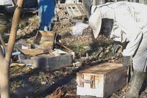 Bursa'da ayı mahalleye indi, arı kovanları bu hale geldi