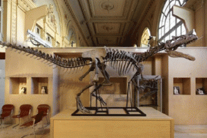 Dinozor iskeleti 1,2 milyon dolara satıldı