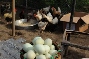 1,6 milyar tavuk yumurtası &uuml;retimi yapıldı