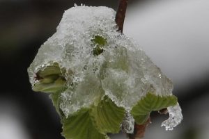 Meteorolojiden 7 il i&ccedil;in zirai don uyarısı