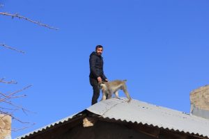 Hakkari'de maymun kurtarma operasyonu