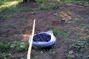 Bursa Mudanya'da bin yıllık gelenek başak zamanı başladı