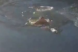 Kahraman adam k&ouml;peği b&ouml;yle kurtardı