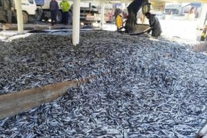 Limana 350 ton hamsi ile geldiler