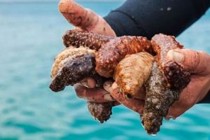 &Ccedil;eşme'de, deniz patlıcanı avı tepkisi