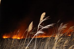 Koruma altındaki G&ouml;ksu Deltası'nda yangın