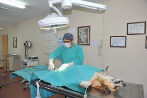 Bursa Osmangazi'de binlerce can dosta yardım eli