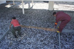 Bir gecede 500 ton hamsi avladılar