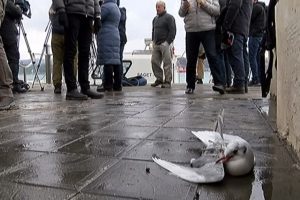 Sahil G&uuml;venlik ekipleri yaralı martıya sahip &ccedil;ıktı