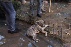 Bursa'da reklam tabelasına bağlanan k&ouml;pek akıma kapılarak telef oldu