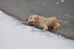 Bursa'da buz tutan g&ouml;lete d&uuml;şen k&ouml;peği kurtarma seferberliği