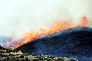 Bodrum'daki yangın tarım arazilerine de sı&ccedil;radı