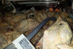 Gıda hijyenine uygun olmayan hindiler imha edildi