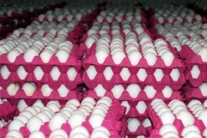 Milyonlarca t&uuml;keticiyi &uuml;zen yumurta fiyatları Başmak&ccedil;ı'yı sevindirdi