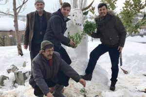 Bursa'da kardan inek yapıp otla beslediler
