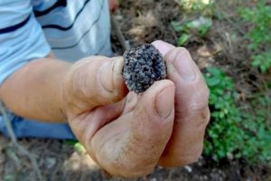 Kilosu 2 bin Euro! Bakanlık harekete ge&ccedil;iyor