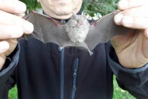 Fethiye'de yarasa satan bir kişi yakalandı