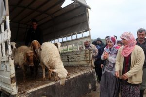 Bomba ş&uuml;phesiyle durdurulan minib&uuml;sten 57 koyun &ccedil;ıktı