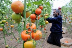 Soğuklar domatesin fiyatını y&uuml;zde 50 arttırdı