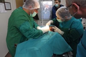 Bursa'da sokak k&ouml;peğine t&uuml;m&ouml;r ameliyatı