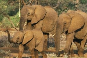 Nepal'de köye fil saldırısı: 1 ölü