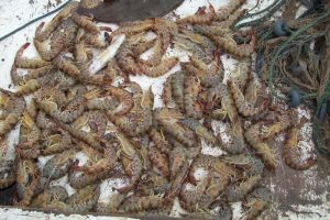 Marmara Denizi'nde karides avı yasaklandı