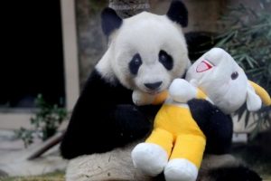 D&uuml;nyanın en yaşlı pandası Pan Pan hayatını kaybetti