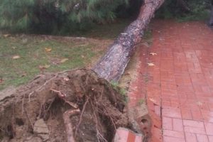 Bursa Mudanya'da fırtına! &Ccedil;am ağacı devrildi