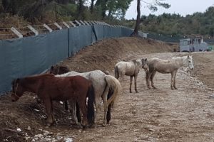 At keserlerken jandarma bastı