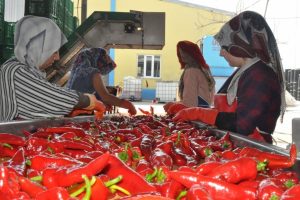 Bursa'dan Hollanda'ya sal&ccedil;a ihracatı artıyor