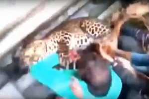 Hindistan'da leopar dehşeti: 20 yaralı