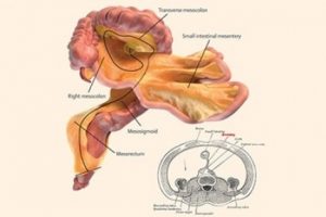 İnsan v&uuml;cudunda yeni bir organ keşfedildi