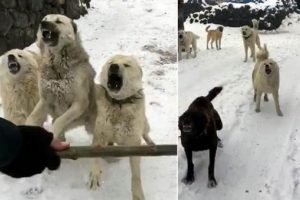 Akbaş: 'Saya&ccedil; okumaya gidince k&ouml;pekleri &uuml;zerlerine salıyorlar'