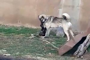 Kedi ile k&ouml;peğin kıskandıran dostluğu