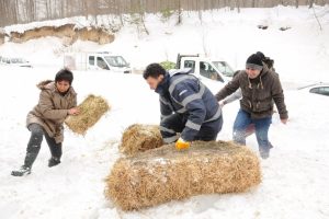 Bursa'da yaban hayvanlarına yiyecek bırakıldı