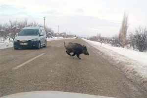 A&ccedil; kalan domuzlar trafikte tehlike sa&ccedil;ıyor