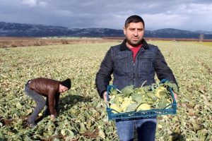 Bursa'da "Alabaş" yetiştirilmeye başlandı