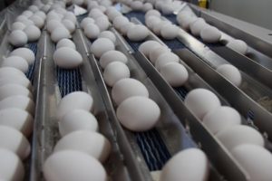 Yumurtada ihracat tutarı 300 milyon dolara dayandı
