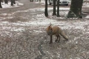 Karda a&ccedil; kalan tilki İstanbul'un g&ouml;beğine indi!